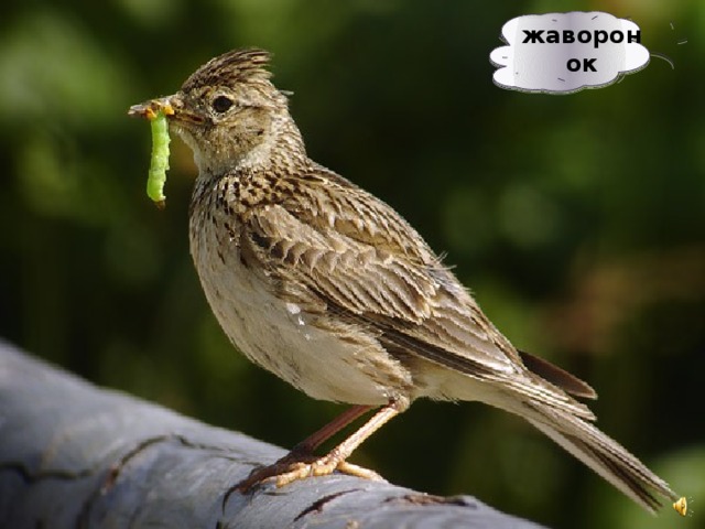 жаворонок 