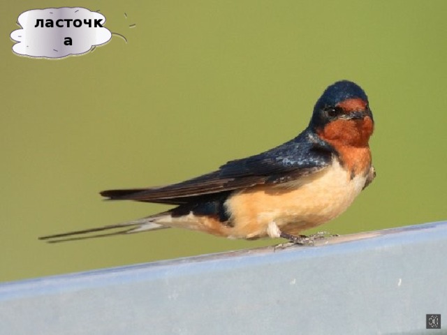 ласточка 