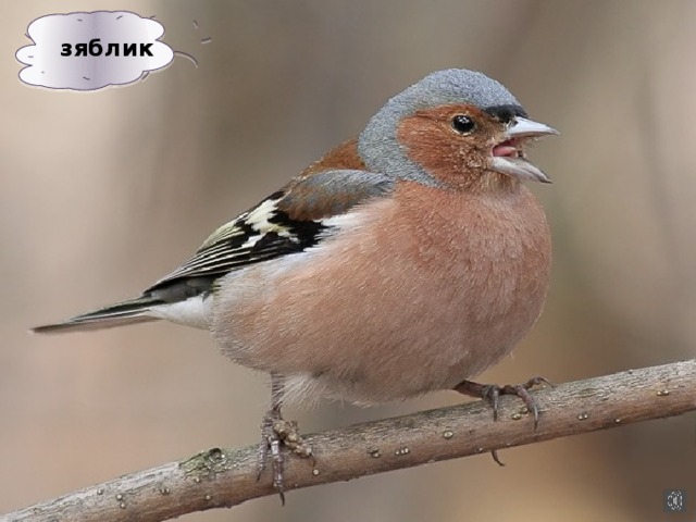 зяблик 