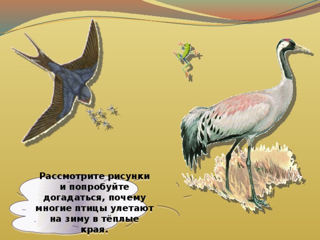 Рассмотрите рисунки и попробуйте догадаться, почему многие птицы улетают на зиму в тёплые края. 
