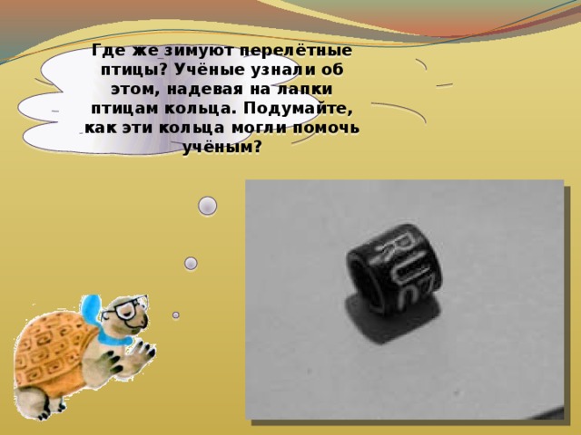 Где же зимуют перелётные птицы? Учёные узнали об этом, надевая на лапки птицам кольца. Подумайте, как эти кольца могли помочь учёным? 