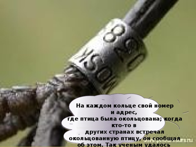  На каждом кольце свой номер и адрес, где птица была окольцована; когда кто-то в  других странах встречал окольцованную птицу, он сообщал об этом. Так ученым удалось узнать, где зимуют птицы. 