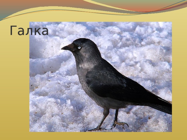 Галка 