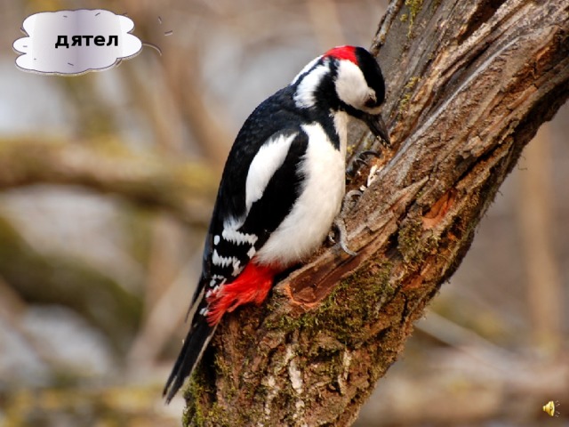 дятел 