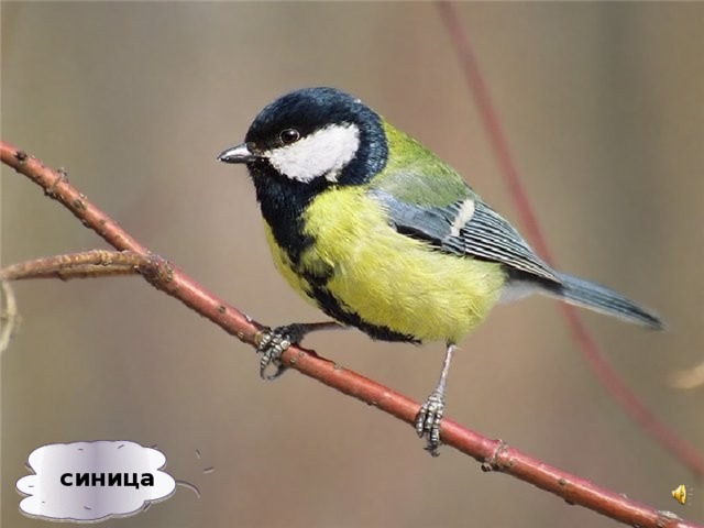 синица 