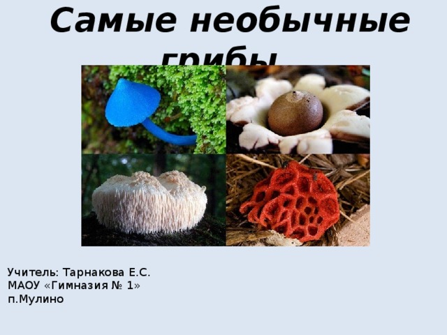 Самые необычные грибы Учитель: Тарнакова Е.С. МАОУ «Гимназия № 1» п.Мулино 