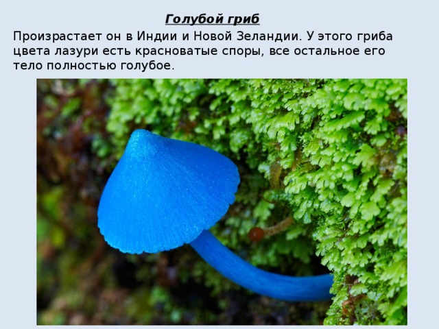Голубой гриб Произрастает он в Индии и Новой Зеландии. У этого гриба цвета лазури есть красноватые споры, все остальное его тело полностью голубое. 