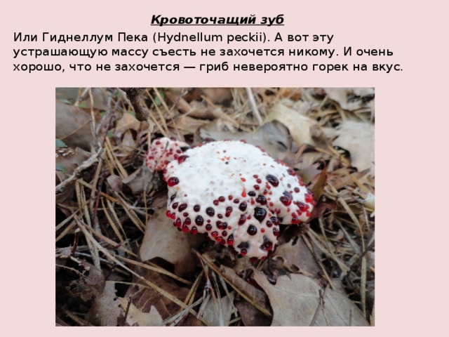 Самые необычные грибы