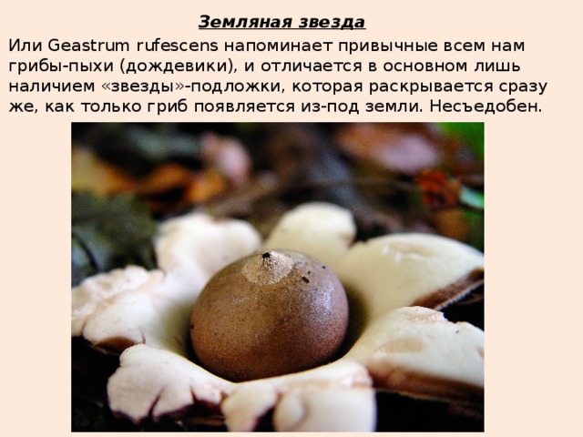 Земляная звезда Или Geastrum rufescens напоминает привычные всем нам грибы-пыхи (дождевики), и отличается в основном лишь наличием «звезды»-подложки, которая раскрывается сразу же, как только гриб появляется из-под земли. Несъедобен. 