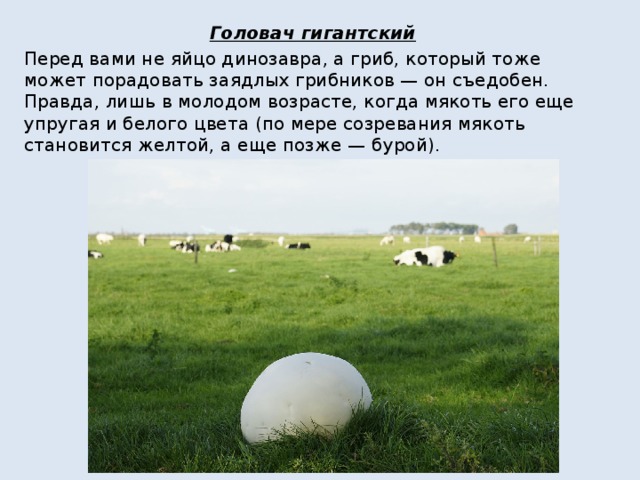 Головач гигантский Перед вами не яйцо динозавра, а гриб, который тоже может порадовать заядлых грибников — он съедобен. Правда, лишь в молодом возрасте, когда мякоть его еще упругая и белого цвета (по мере созревания мякоть становится желтой, а еще позже — бурой). 