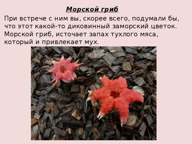 Морской гриб При встрече с ним вы, скорее всего, подумали бы, что этот какой-то диковинный заморский цветок. Морской гриб, источает запах тухлого мяса, который и привлекает мух. 