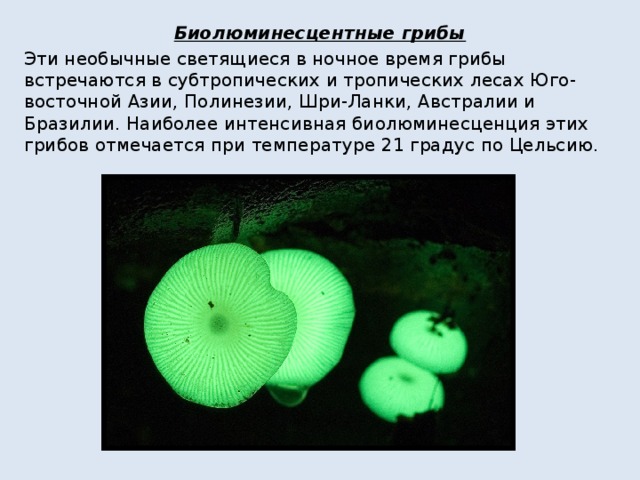 Грибы рекордсмены презентация