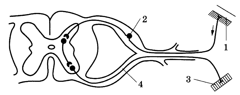 Схема строения простой 2 х нейронной рефлекторной дуги