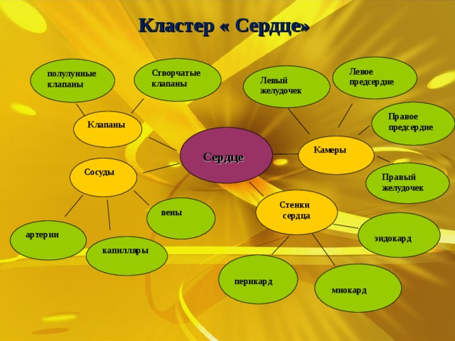 Кластеры памяти. Работа сердца кластер. Кластер по биологии. Кластеры с сердечками.