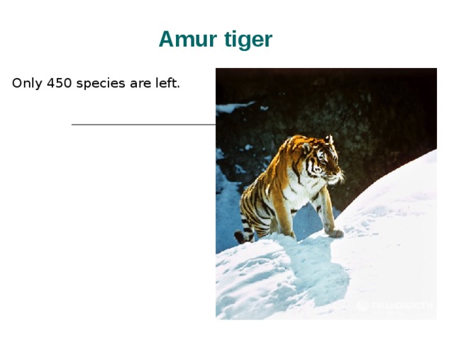 Amur tiger Only 450 species are left. 