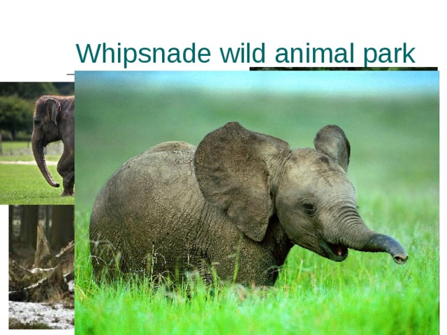 Whipsnade wild animal park 