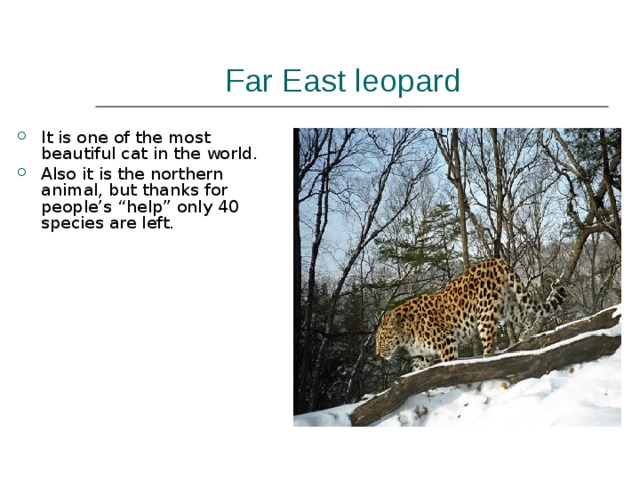 Far East leopard   It is one of the most beautiful cat in the world. Also it is the northern animal, but thanks for people’s “help” only 40 species are left. 