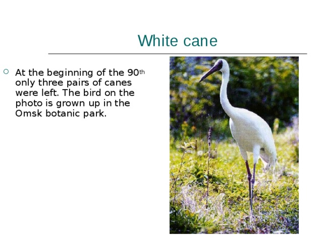 White cane At the beginning of the 90 th only three pairs of canes were left. The bird on the photo is grown up in the Omsk botanic park. 