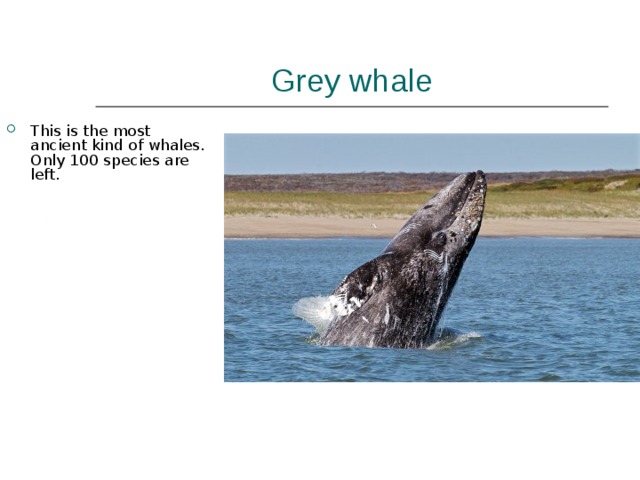Grey whale This is the most ancient kind of whales. Only 100 species are left. 