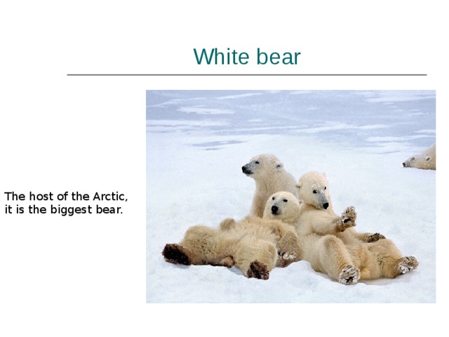 White bear The host of the Arctic, it is the biggest bear. 