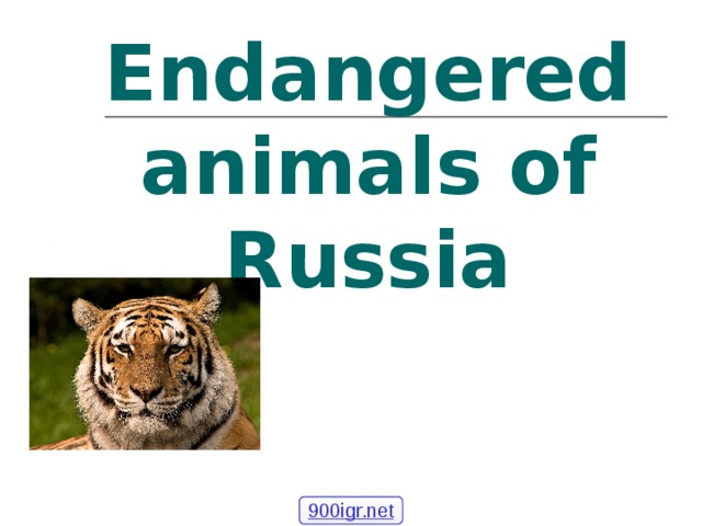 Endangered animals of Russia 900igr.net 