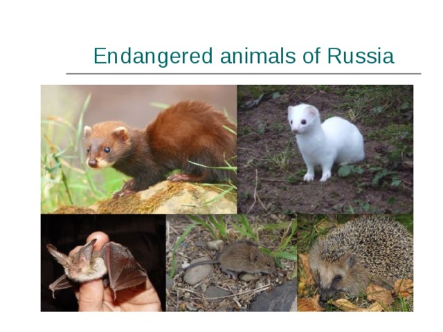 Endangered animals of Russia 