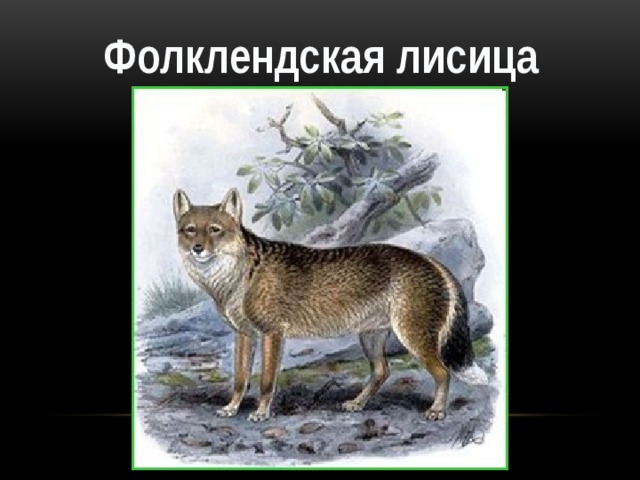 Фолклендская лисица