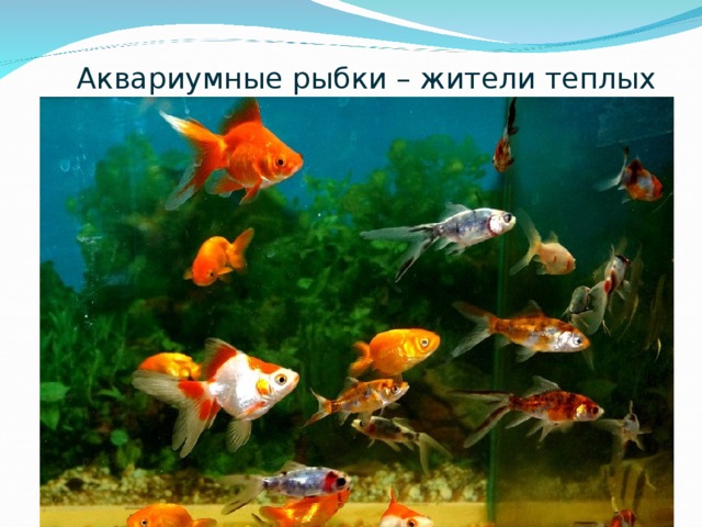 Аквариумные рыбки – жители теплых стран. 