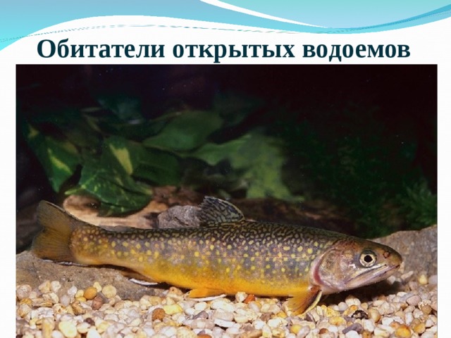 Обитатели открытых водоемов 
