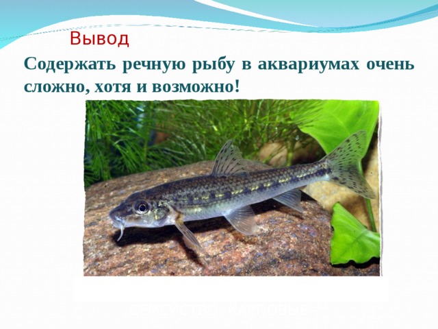 Вывод Содержать речную рыбу в аквариумах очень сложно, хотя и возможно! ВИД: ПЕСКАРЬ ОБЫКНОВЕННЫЙ СЕМЕЙСТВО: КАРПОВЫЕ 