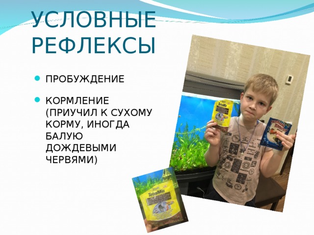 УСЛОВНЫЕ РЕФЛЕКСЫ ПРОБУЖДЕНИЕ КОРМЛЕНИЕ (ПРИУЧИЛ К СУХОМУ КОРМУ, ИНОГДА БАЛУЮ ДОЖДЕВЫМИ ЧЕРВЯМИ) 