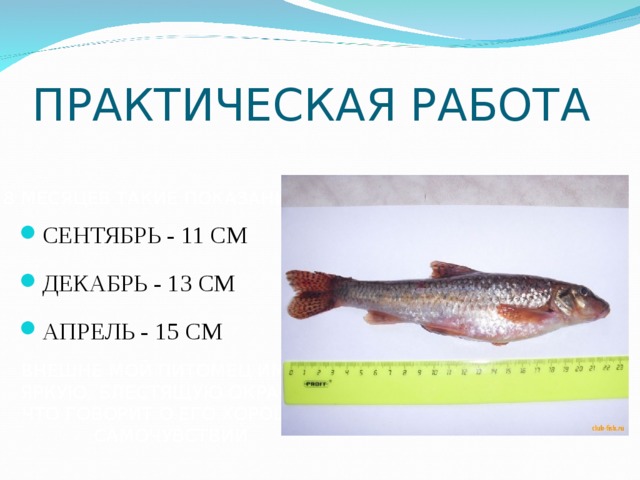 ПРАКТИЧЕСКАЯ РАБОТА ЗА 8 МЕСЯЦЕВ ТАКИЕ ПОКАЗАНИЯ РОСТА СЕНТЯБРЬ - 11 СМ ДЕКАБРЬ - 13 СМ АПРЕЛЬ - 15 СМ ВНЕШНЕ МОЙ ПИТОМЕЦ ИМЕЕТ ЯРКУЮ, БЛЕСТЯЩУЮ ОКРАСКУ, ЧТО ГОВОРИТ О ЕГО ХОРОШЕМ САМОЧУВСТВИИ 