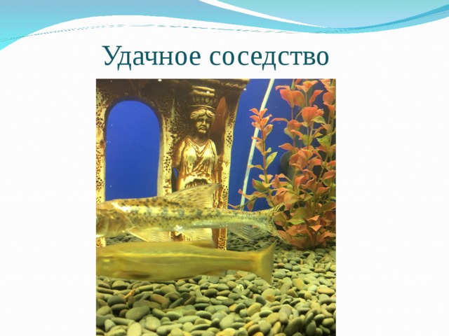 Удачное соседство 