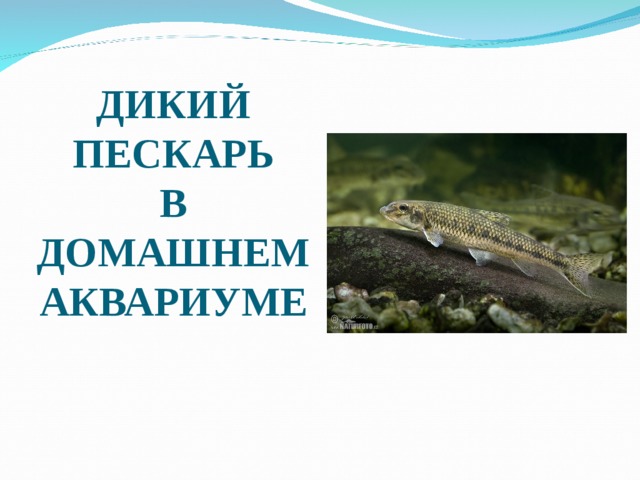 ДИКИЙ ПЕСКАРЬ  В  ДОМАШНЕМ  АКВАРИУМЕ 