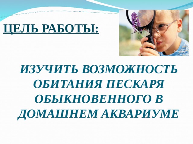 ЦЕЛЬ РАБОТЫ: ИЗУЧИТЬ ВОЗМОЖНОСТЬ ОБИТАНИЯ ПЕСКАРЯ ОБЫКНОВЕННОГО В ДОМАШНЕМ АКВАРИУМЕ 