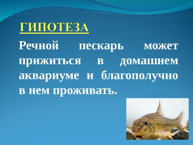 Речной пескарь может прижиться в домашнем аквариуме и благополучно в нем проживать. 