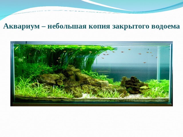  Аквариум – небольшая копия закрытого водоема  