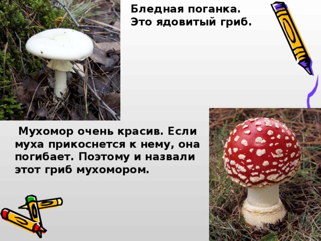 Бледная поганка. Это ядовитый гриб.  Мухомор очень красив. Если муха прикоснется к нему, она погибает. Поэтому и назвали этот гриб мухомором. 