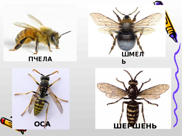 ШМЕЛЬ  ПЧЕЛА ОСА  ШЕРШЕНЬ 