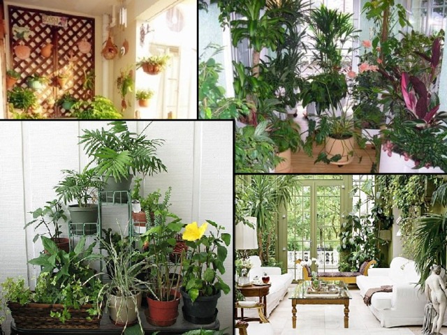 Комнатные растения улучшают атмосферу помещений, помогают бороться с вредными веществами в воздухе, работая своеобразными «живыми фильтрами». 