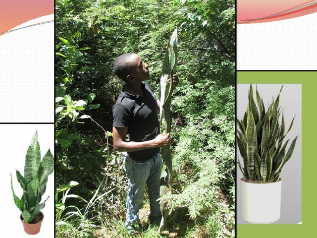 Сансевиерия  (щучий хвост) 