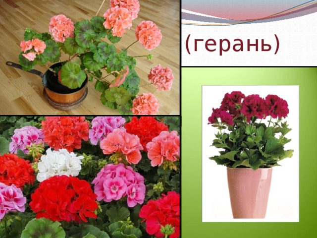 Пеларгония (герань) 