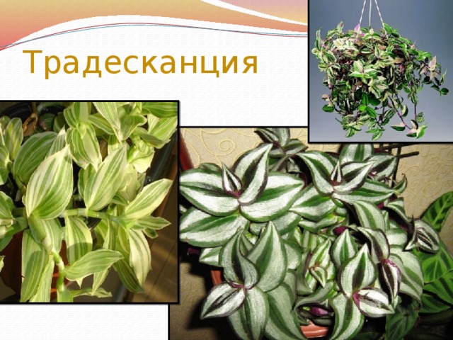 Традесканция 