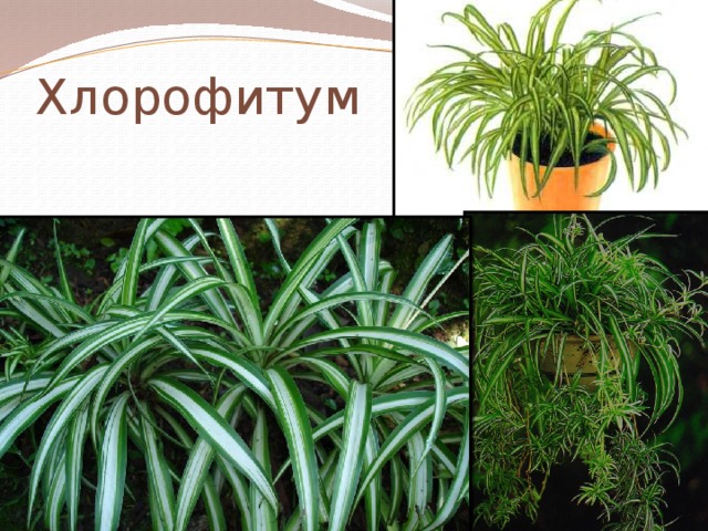 Хлорофитум 