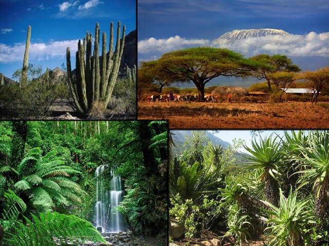 Родина комнатных растений —  тёплые страны.  Там они живут в природе.  Оттуда и привезены к нам. 