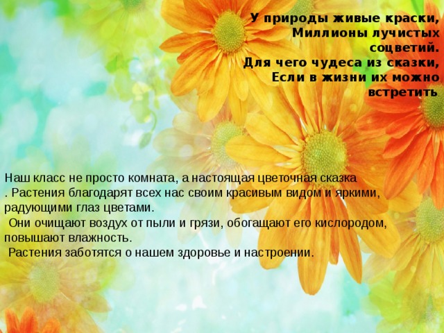 У природы живые краски,  Миллионы лучистых соцветий.  Для чего чудеса из сказки,  Если в жизни их можно встретить .    Наш класс не просто комната, а настоящая цветочная сказка . Растения благодарят всех нас своим красивым видом и яркими, радующими глаз цветами.  Они очищают воздух от пыли и грязи, обогащают его кислородом, повышают влажность.  Растения заботятся о нашем здоровье и настроении. 