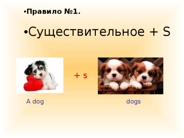 Чихуахуа во множественном. Dog во множественном числе. Числовая собака.