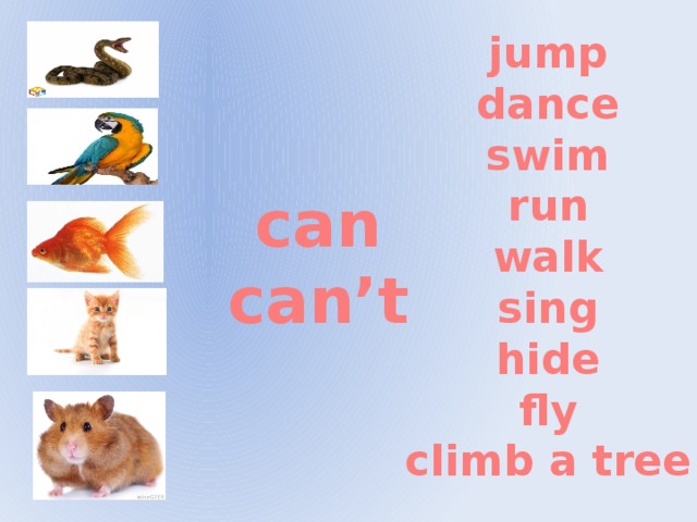 jump dance swim run walk sing hide fly climb a tree can can’t