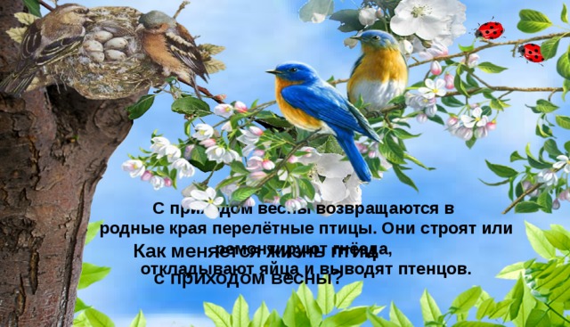 С приходом весны возвращаются в родные края перелётные птицы. Они строят или ремонтируют гнёзда, откладывают яйца и выводят птенцов. Как меняется жизнь птиц с приходом весны?