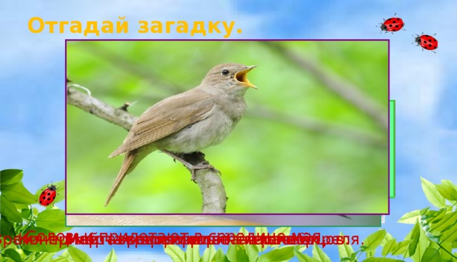 Отгадай загадку. Прилетает к нам с теплом, Путь проделав длинный. Лепит домик под окном Из травы и глины. Прилетел к нам, наконец, Мы построили вдвоём Своё гнездо он в поле вьёт, Лучший наш певец. Где тянутся растения. Для гостей весенний дом, Всех перелетных птиц черней, А верней сказать – дворец.</p><p> Дни и ночи напролёт Его и песня и полёт Чистит пашню от червей. Он поёт. Вошли в стихотворения! Прилетай скорей … Взад-вперёд по пашне вскачь. А зовётся птица … СКВОРЕЦ ГРАЧ ЖАВОРОНОК ЛАСТОЧКА СОЛОВЕЙ Соловьи прилетают в середине мая.</p><p> Время прилёта жаворонков – начало апреля. Май – время прилёта ласточек. Конец марта – время прилёта скворцов. Март – время прилёта грачей.